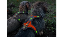 Geschirre Follow Light LICHTBLICK Braun und Orange am Hund