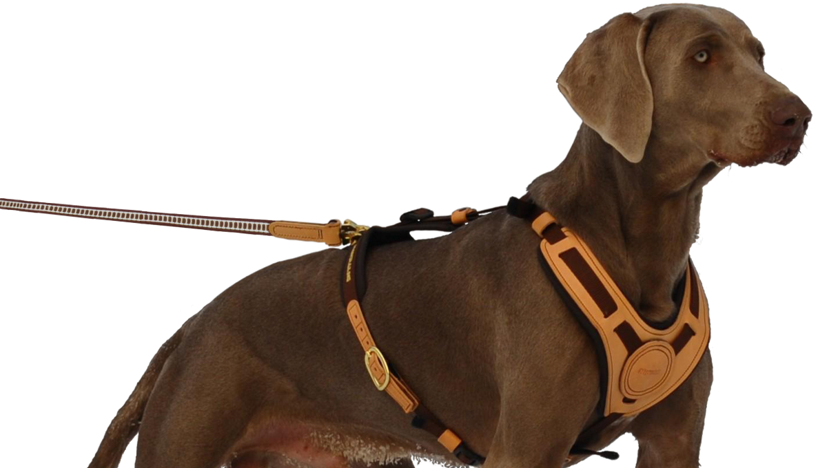 Führgeschirr Mantrailing am Hund