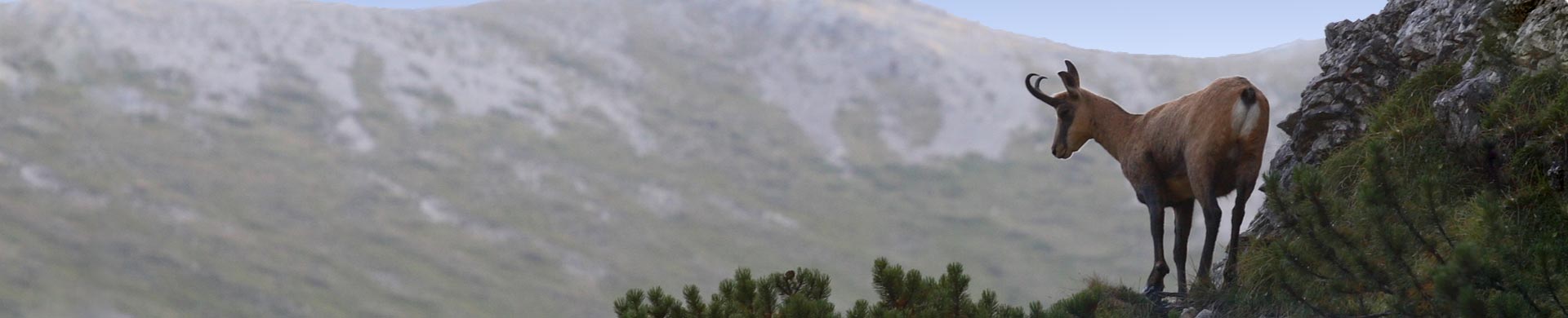 Titelbild des aktuellen Niggeloh Katalogs